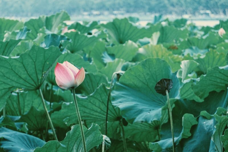 Shanghai to Hangzhou: West Lake & Tea Plantation Day Tour with Lunch - Liuhe Pagoda and a change of pace