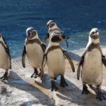 Shimane AQUAS Aquarium Ticket in Hamada - What to look for inside