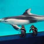 Shimoda Aquarium Ticket in Shizuoka - Optional feeding and close encounters