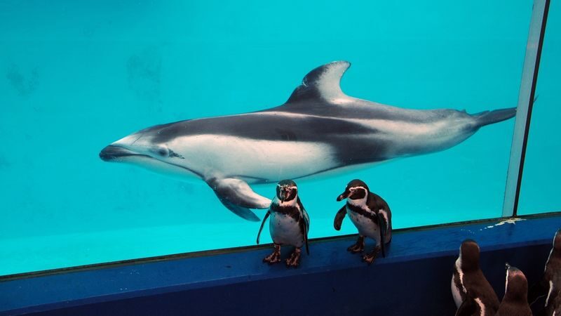 Shimoda Aquarium Ticket in Shizuoka - Optional feeding and close encounters