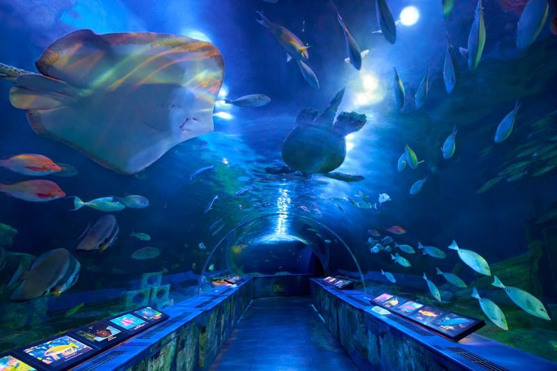 Shinagawa Aquarium Admission Ticket in Tokyo - Seals, dolphins, and sea lions bring the visit to life