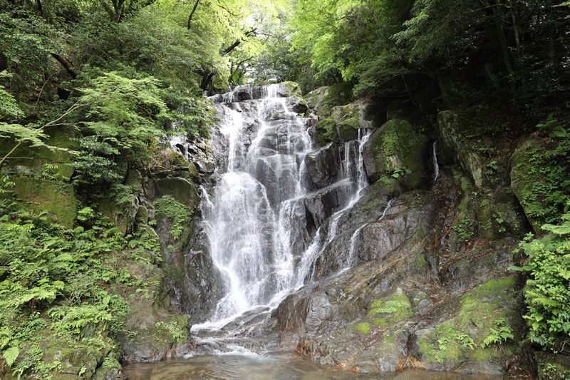 Shiraito Falls & Forest Cafe & Handmade Flower Salt Pudding & Grilled Seafood & Totoro Forest & Sakurai Futamigaura & Angels Wings & Coconut Tree Swing Day Tour (Departing from Hakata Station, with Mandarin, English, and Cantonese speaking guide) - A Long Pause at Forest Cafe Midori no Oto