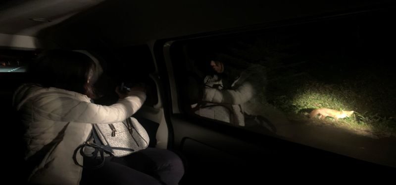 Shuttle service included: Night Safari Tour in Shiretoko - What you may see along the route