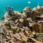 Siargao Serenity: Dive Twice in Mindanaos Jewel with PADI Center - A guide group capped at eight