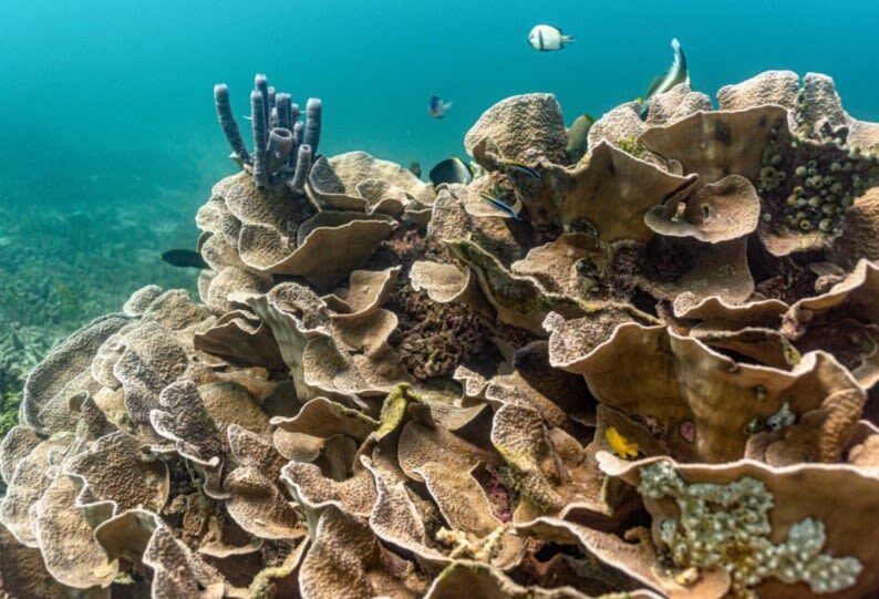 Siargao Serenity: Dive Twice in Mindanaos Jewel with PADI Center - A guide group capped at eight