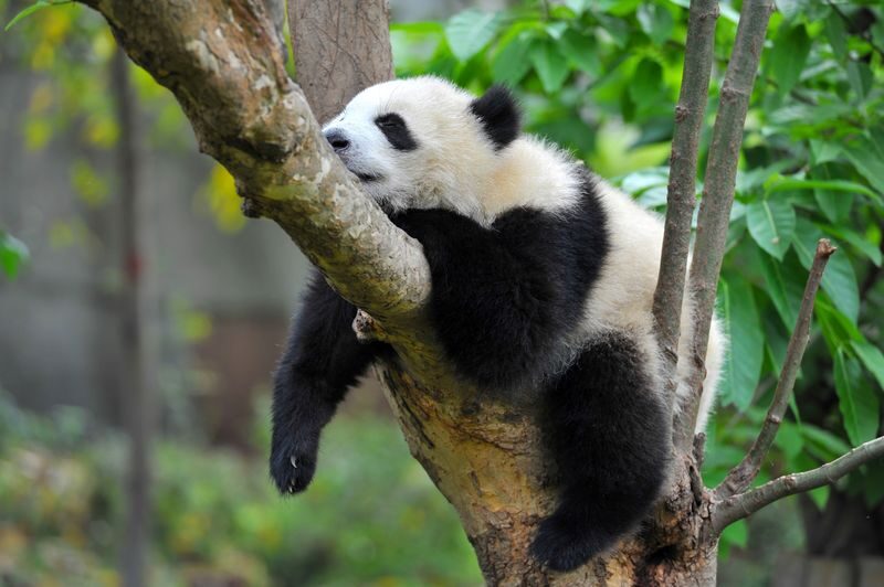 Sichuan Jiuzhaigou, Huanglong, Dujiangyan, and Panda Paradise 3-Day 2-Night Guided Tour (Land First Class) - Day two: give Jiuzhaigou your full attention