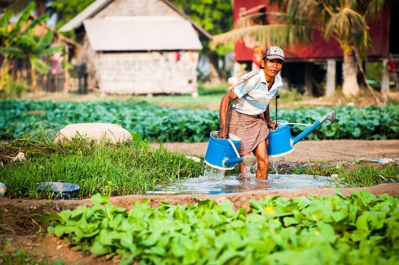 Siem Reap Ultimate Countryside E-Bike Tour - Riding through rice fields to Num Banh Chok