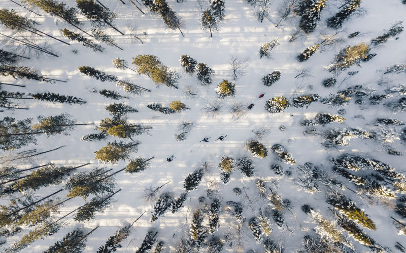 Ski trekking safari through the snowy taiga forests of Lapland - What the half-day outing involves