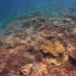 Snorkeling Experience in Miyako Island - From Ikema to the reef