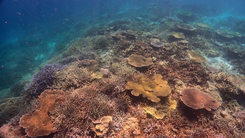 Snorkeling Experience in Miyako Island - From Ikema to the reef