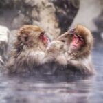 Snow Monkey Park & Togakushi Shrine Private Day Tour from Nagano - At Jigokudani, watch wild macaques in the hot springs