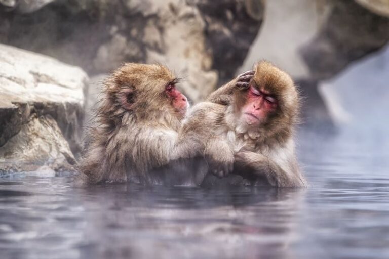 Snow Monkey Park & Togakushi Shrine Private Day Tour from Nagano - At Jigokudani, watch wild macaques in the hot springs