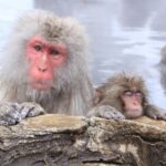 Snow Monkey Tour from Tokyo with Beef Sukiyaki Lunch - The forest walk is part of the outing