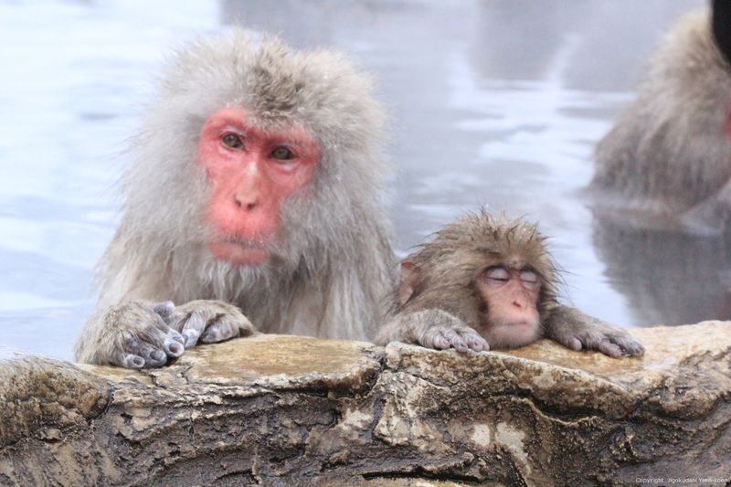 Snow Monkey Tour from Tokyo with Beef Sukiyaki Lunch - The forest walk is part of the outing