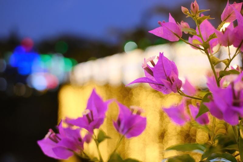 Southeast Botanical Gardens Admission Ticket (Okinawa) - Start with the Water Park’s animal areas