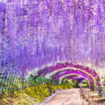 Spring Flower Viewing Limited: Ashikaga Flower Park Wisteria & Hitachi Seaside Park Nemophila (Departing from Tokyo) - Ashikaga Flower Park and the wisteria canopy