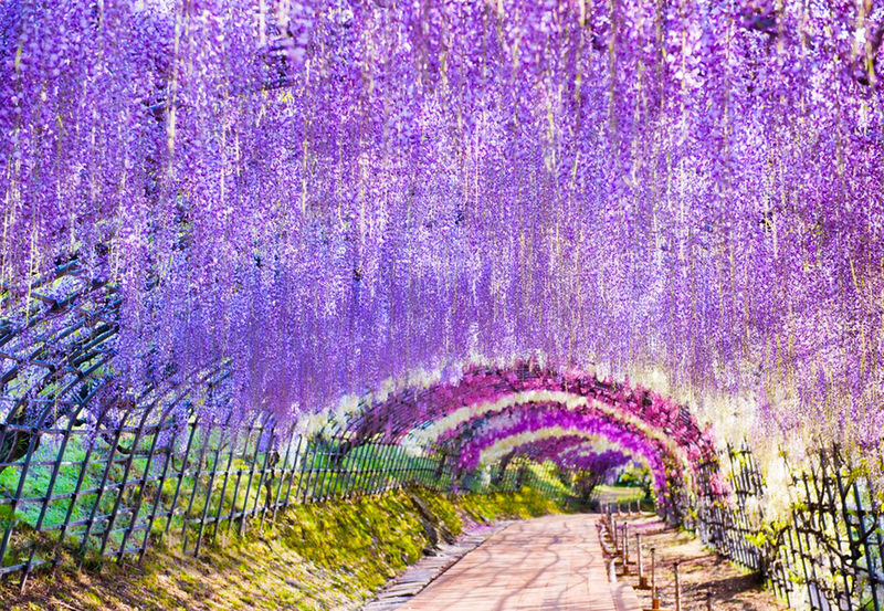 Spring Flower Viewing Limited: Ashikaga Flower Park Wisteria & Hitachi Seaside Park Nemophila (Departing from Tokyo) - Ashikaga Flower Park and the wisteria canopy