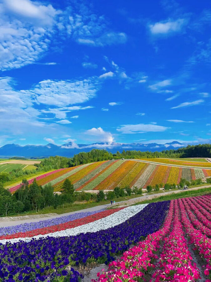 Summer 11 AM Departure: Shikisai no Oka & Farm Tomita & Blue Pond & Waterfall & Ningle Terrace Illumination Day Tour - Farm Tomita’s lavender rows