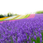 Summer Limited: Biei Furano Farm Tomita & Shikisai no Oka & Blue Pond & Waterfall Day Tour - Blue Pond: a brief, striking pause
