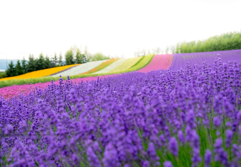 Summer Limited: Biei Furano Farm Tomita & Shikisai no Oka & Blue Pond & Waterfall Day Tour - Blue Pond: a brief, striking pause