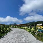 Sweet Day in Gapyeong:Sheep Ranch&Strawberry Picking(Lunch Included) - Eobi Ice Valley or a garden visit