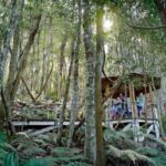 Sydney Blue Mountains Full-Day National Park Tour(Chinese Guide) - Leura offers a gentle change of pace