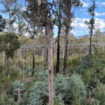 Tahune AirWalk & Hastings Caves Day Tour - What the itinerary tells you, and what it doesn’t