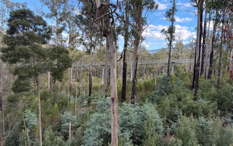 Tahune AirWalk & Hastings Caves Day Tour - What the itinerary tells you, and what it doesn’t