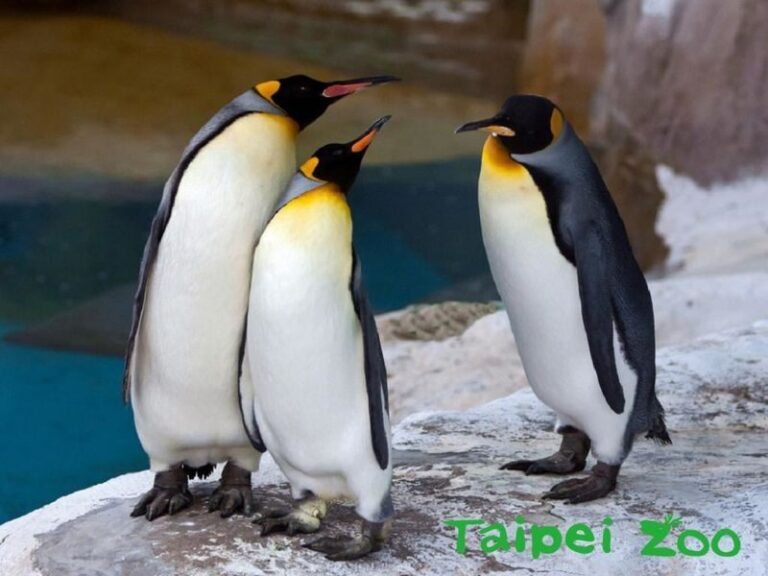 Taipei Zoo Ticket - Make the Panda House one stop, not the whole plan