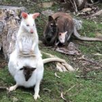 Tasmania 6-Day Classic Attractions Tour with Aurora - Port Arthur: history with room to think