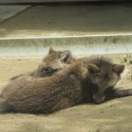 Tennoji Zoo Ticket in Osaka - What the ecological exhibits add