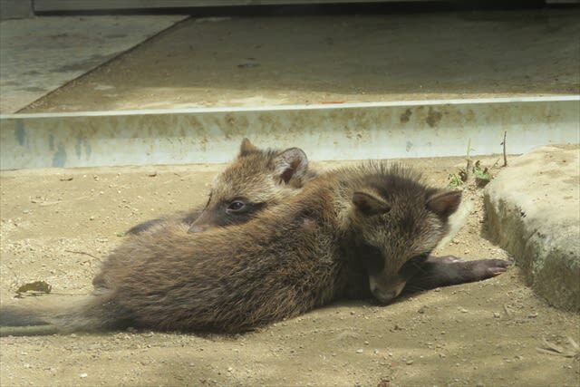 Tennoji Zoo Ticket in Osaka - What the ecological exhibits add
