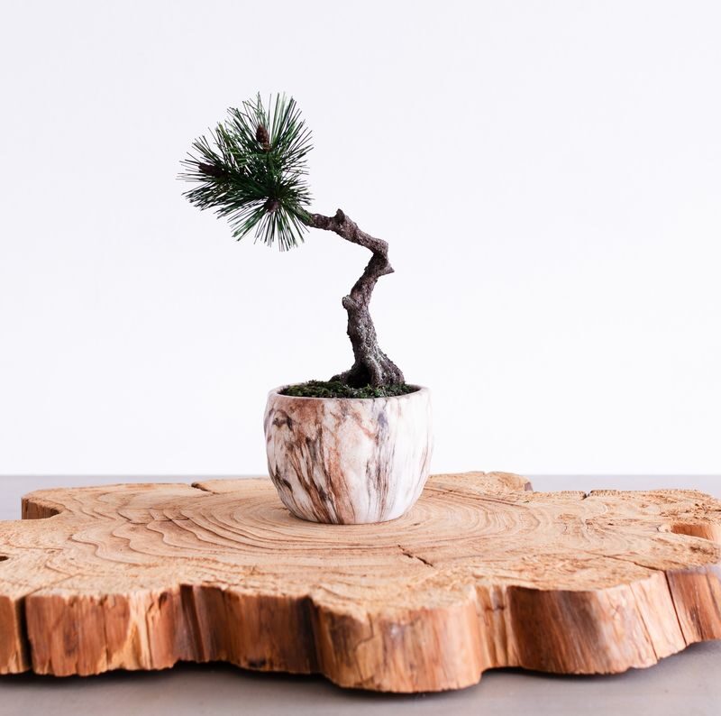 The Art of "Zero-Care" Bonsai: Authentic Crafting in Asakusa - Bonsai style, without the plant-care commitment