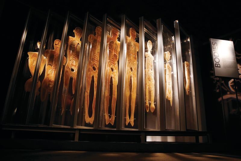 The Bodies Exhibition Ticket in Las Vegas - What the visit is like, from whole bodies to organs