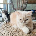 The Cat Cabin Ticket in Jakarta - What to expect when you arrive