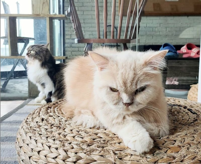 The Cat Cabin Ticket in Jakarta - What to expect when you arrive