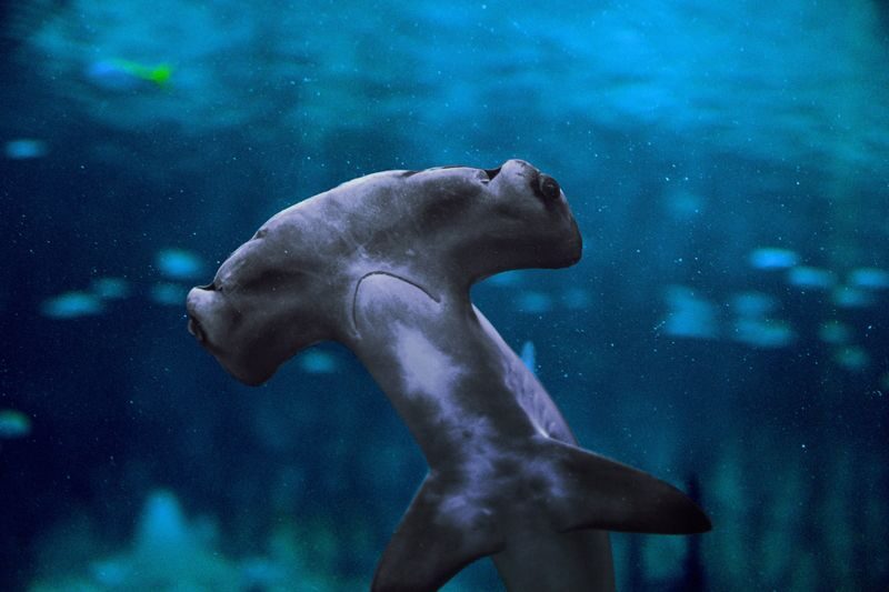 The National Aquarium Abu Dhabi Ticket - Sharks, tunnels, and the glass bridge