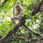 The Sri Phang Nga: Kayak, Trek & Waterfall Adventure From Khao Lak - Takuapa market adds a local pause
