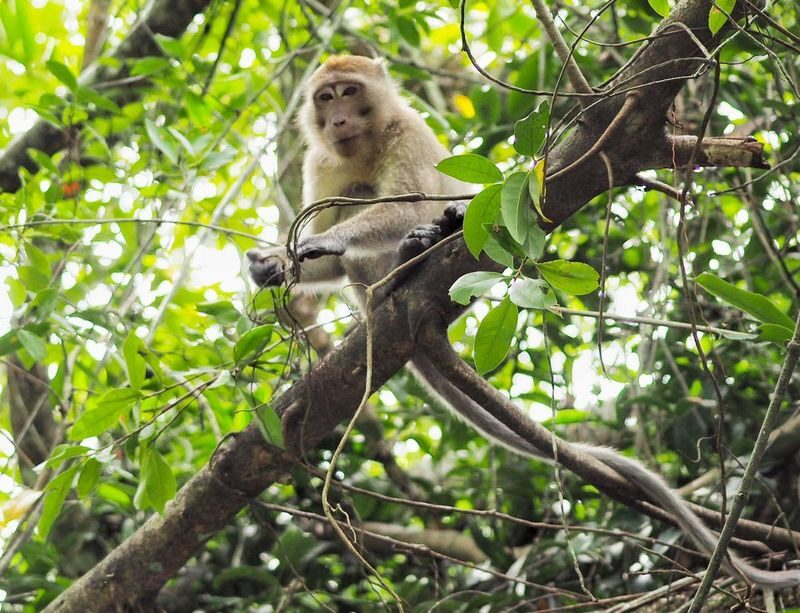 The Sri Phang Nga: Kayak, Trek & Waterfall Adventure From Khao Lak - Takuapa market adds a local pause