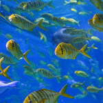 Tickets for Shenzhen Mission Hills Ocean World - Fish tanks and jellyfish, without the marathon walk