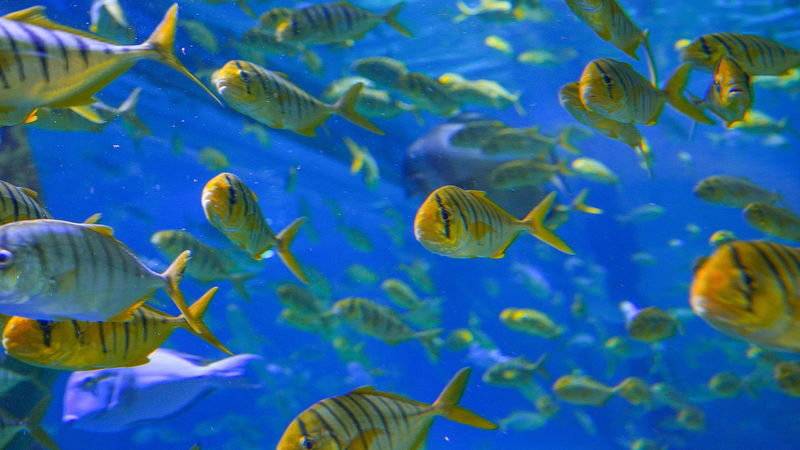 Tickets for Shenzhen Mission Hills Ocean World - Fish tanks and jellyfish, without the marathon walk