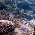 Timba-Timba, Mataking and Pom Pom Island Discover Scuba Diving in Semporna - From Dragon Inn Jetty to Timba-Timba