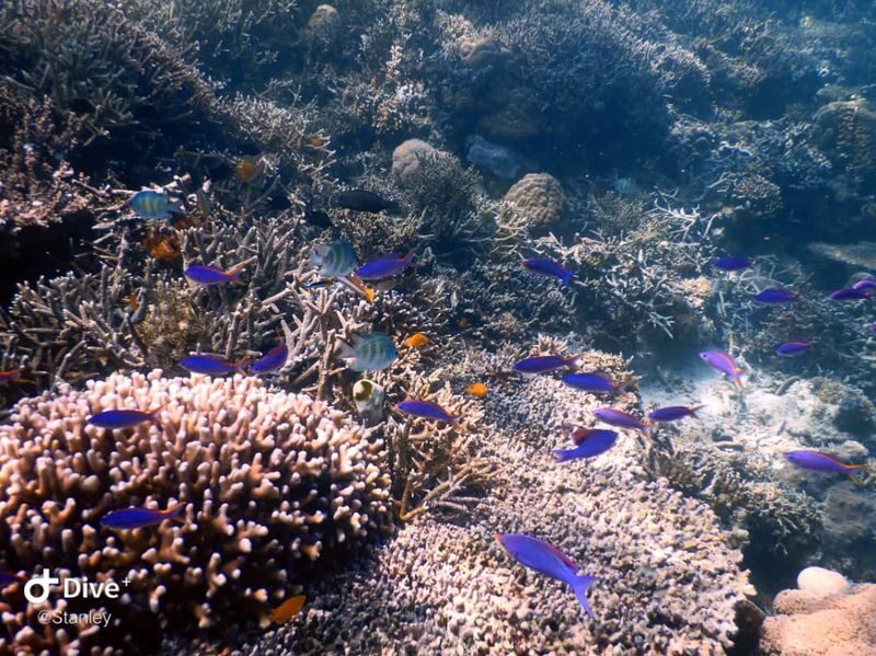 Timba-Timba, Mataking and Pom Pom Island Discover Scuba Diving in Semporna - From Dragon Inn Jetty to Timba-Timba