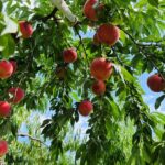 Tohoku One-Day Tour: Ginzan Onsen-Zao Ropeway & Ice Monsters-Okama Crater-Seasonal Fruit Picking-Special Lunch One-Day Tour (Departing from Sendai) - Okama Crater: a view worth checking the forecast for