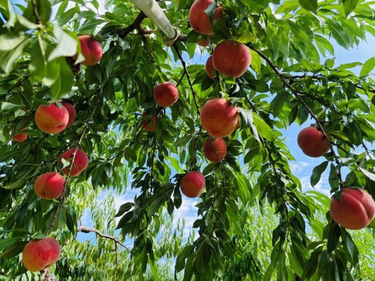 Tohoku One-Day Tour: Ginzan Onsen-Zao Ropeway & Ice Monsters-Okama Crater-Seasonal Fruit Picking-Special Lunch One-Day Tour (Departing from Sendai) - Okama Crater: a view worth checking the forecast for