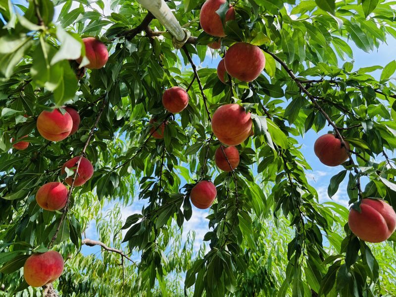 Tohoku One-Day Tour: Ginzan Onsen-Zao Ropeway & Ice Monsters-Okama Crater-Seasonal Fruit Picking-Special Lunch One-Day Tour (Departing from Sendai) - Okama Crater: a view worth checking the forecast for
