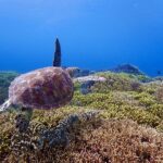 Tokashiki Island Boat Snorkeling Experience - Tokashiku Beach, with facilities close at hand