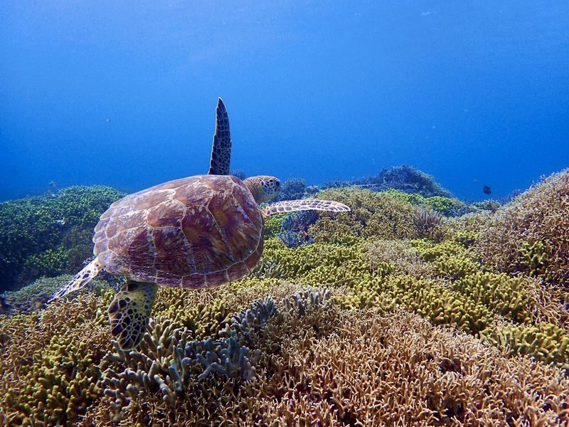Tokashiki Island Boat Snorkeling Experience - Tokashiku Beach, with facilities close at hand
