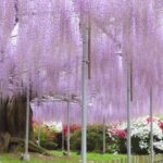 Tokyo Ashikaga Flower Park Full-Day Private Tour - Fruit picking depends on the season