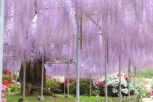 Tokyo Ashikaga Flower Park Full-Day Private Tour - Fruit picking depends on the season